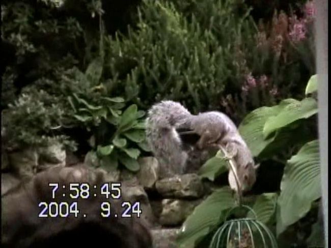 おまけ。ライにはリスもいます！<br /><br />というのは半分冗談で、B&amp;Bの庭で餌付けをしているのです。<br />私たちの朝食の時間に合わせて餌をやり、楽しませてくれました。<br /><br />