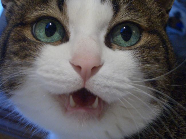 京都の我が家で留守番をしている、（本物の）うずら。<br /><br />「猫町とかスモーキーとか言ってないで、はよ帰ってきなさい。寂しいやんか！！」<br />偉そうに文句を言う、寂しがり屋のわがまま女王様であります。<br />