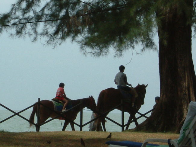 ローンパインの敷地から望む海　<br />昼間のビーチではパラセイリングや乗馬へのお誘いの声がかかります「Hey!Japanese!!」　たまに中国語で返してやりたいと思うのですが・・・（笑）夫はパラセイリングをやりたかったのですが、津波の後だったので自粛していました。