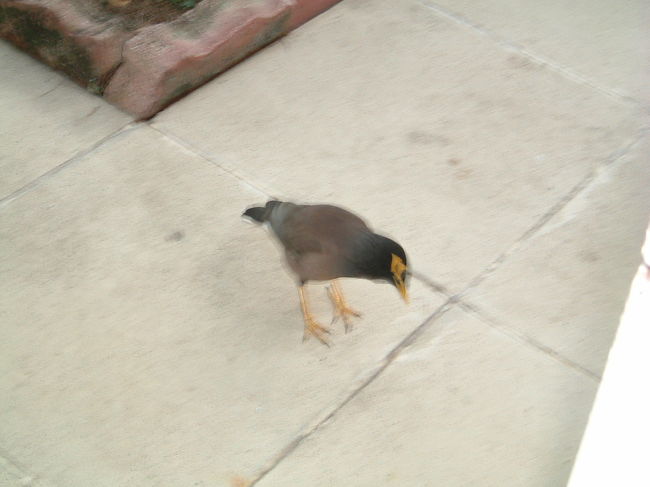 朝食の時は足元まで小鳥が寄ってきます。