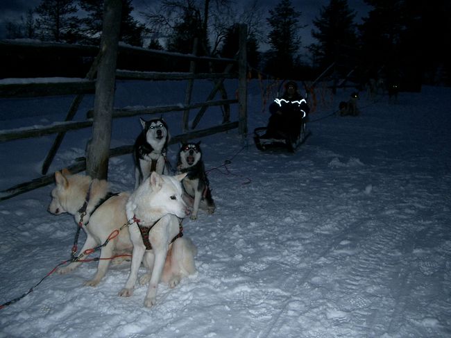 いよいよ犬ゾリの始まりです。２時間半〜３時間のコース（軽食付）で１人８５ユーロでした。スノーブーツとウェアは貸してくれました。事務所で着替えを済まし、犬のいる場所まで車で送迎。犬のいる場所は結構くちゃかったです。