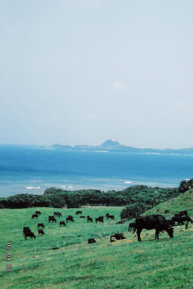 那覇〜（船）〜石垣島へ。原チャを借りて島内半周へ。御神崎付近での黒牛。この日は風が強く、原チャリは少し大変だったけれど、人も少なく快適な一日だった。お尻は痛かったけど。