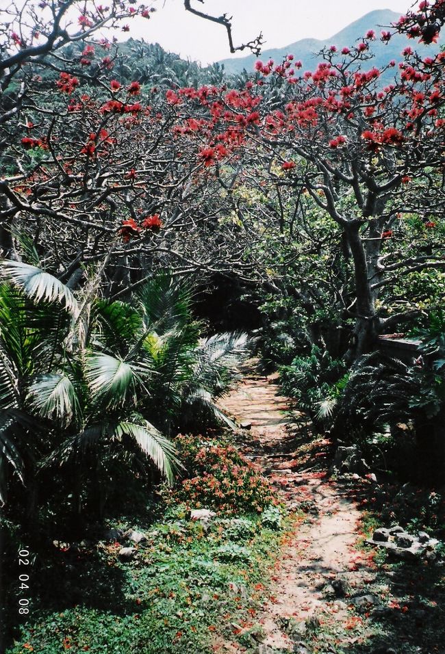 石垣島内の米原のヤエヤマヤシ群落の公園内に寄ってみた。<br /><br />でいごの花が見事に咲いていた。