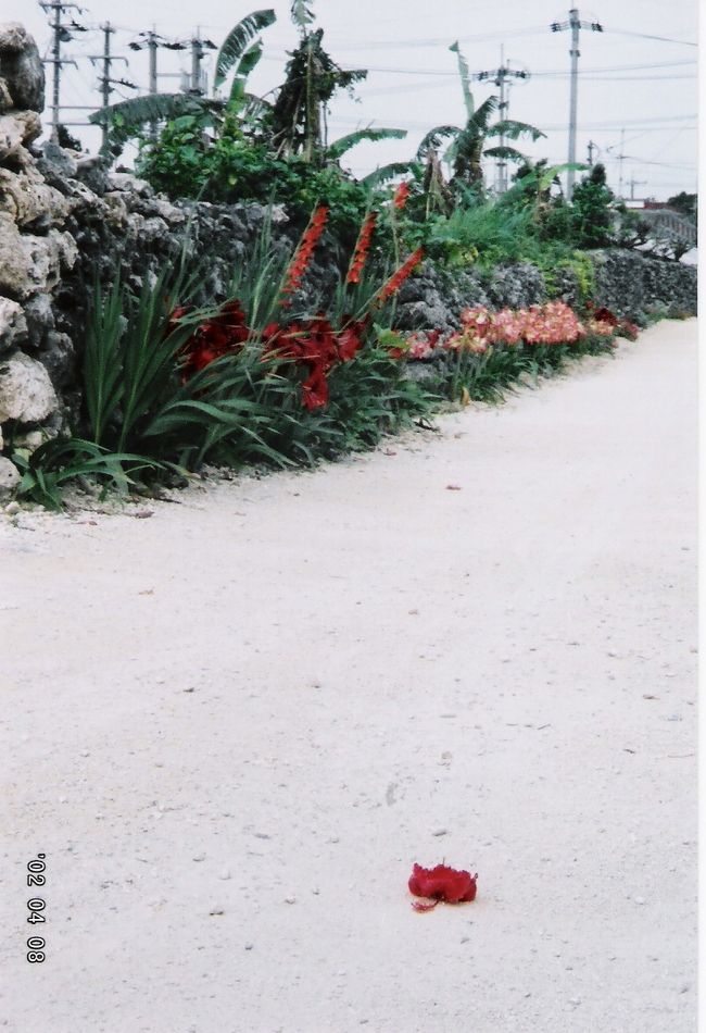 石垣〜(船）〜竹富島へ。夕方には夕日スポットへ。<br />竹富島や石垣島に住んでる地元の大工さんとか、警備の人らと飲んだ。もずくも海からとって食べた。<br />そして夜は、海ホタルを見た。<br /><br />とってもまったりして楽しかった・・・。