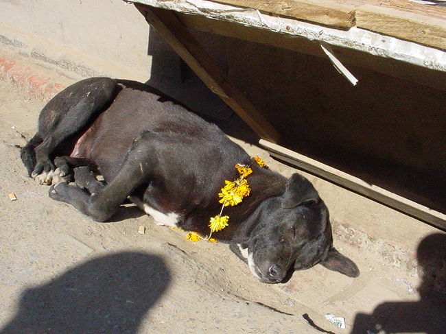 花輪をつけたノラ<br /><br />ティハールのお祭りはカラス、犬、牛をかざります。