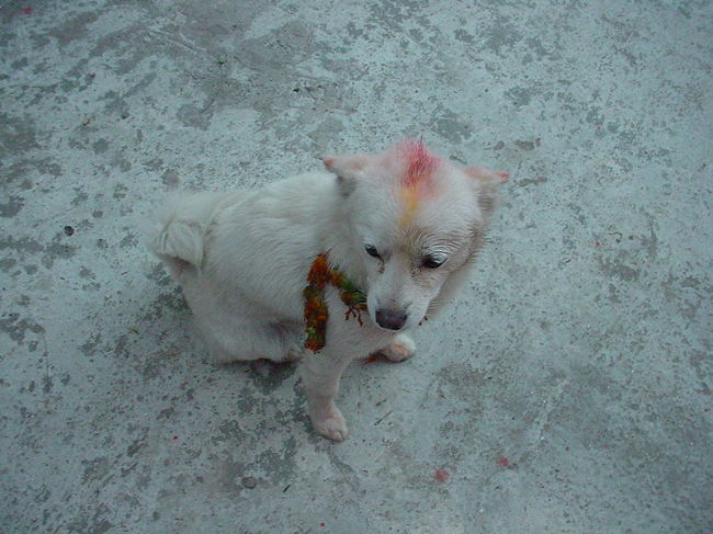 ティカをつけたノラ<br /><br />●お祭りの間あちこちでこんなワンちゃんを見かけます。