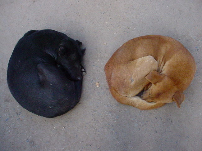 日だまりの犬（カトマンズ、インドラチョーク）<br /><br />●黒、茶、典型的なネパールのノラ。