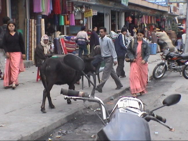 ちょっとのいてんかー<br /><br />●街中を放し飼いにされたバッファローが行く。