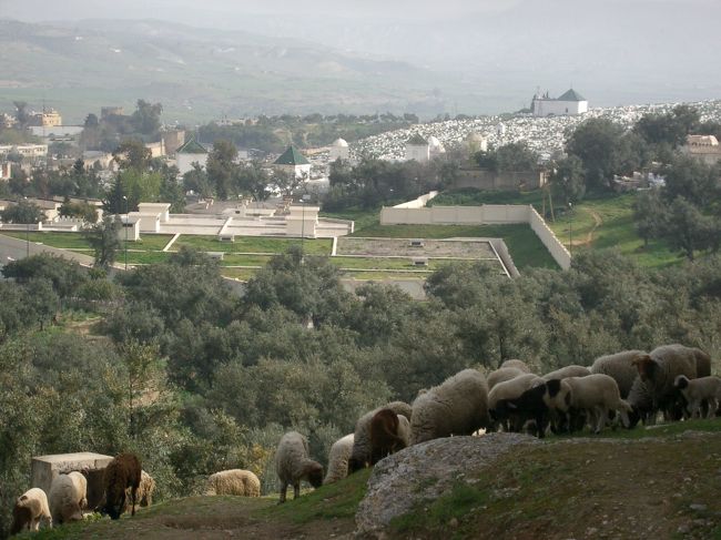 世界遺産都市フェズの旧市街を見下ろす丘から。羊がのんびりとお食事。空がとても大きかった