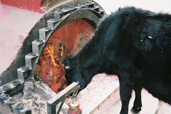 牛<br /><br />●「お供え物だって食っちゃうぞ。なんったって俺が一番偉いんだかんな」ッてなかんじ。