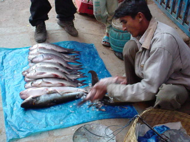 魚やさん（アサン）<br /><br />●人通りの魚やさん。