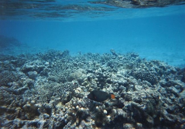 モルディブの海 World Explore Official Blog FROM 海 旅 GUIDE