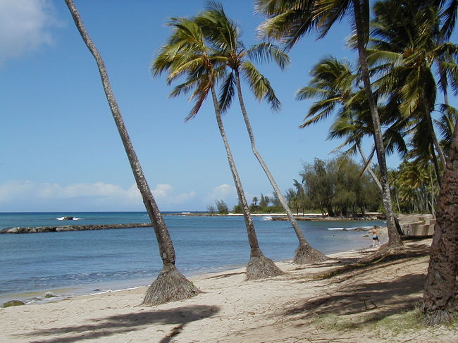 ノース･ショア･･･　ノンビリしてるなぁ。