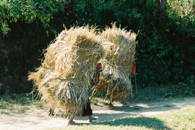 わら（バネパ）<br /><br />●まるで藁が歩くような。