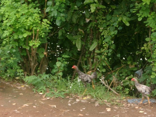 で、入り江で鳥好きＲが追い回してた変な鳥。<br />