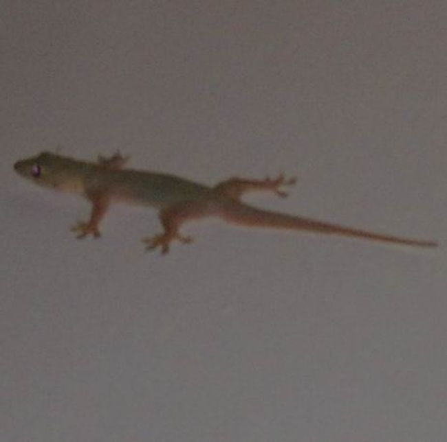 シュノーケリングでくたくたになってしまったので、食事は近場のHARD ROCK CAFEへ<br /><br />帰ってきてぐだぐだしてると、「お風呂にやもりがいたから写真撮ってきてよ」と言われる<br /><br />写真がやもり　けっこうかわいい<br /><br />なぜに？と思いつつ、素直にしたがってお風呂を覗いてもやもりはいない。<br />「いないよー」といいつつなんとなくお風呂をみると！<br />と！！<br />