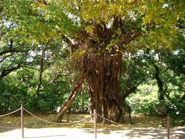 何の木だろう。<br />首里城公園内。<br /><br />この後、公園内にあるお土産屋さん郡で、シークワーサージュース（100円）を飲む。<br />今回の旅でシークワーサージュースは本当よく飲んだ。暑いからさっぱりしていい。<br />そして矛盾するようだけど、黒糖にもはまり試食があれば必ずお試しさせていただいた。<br />