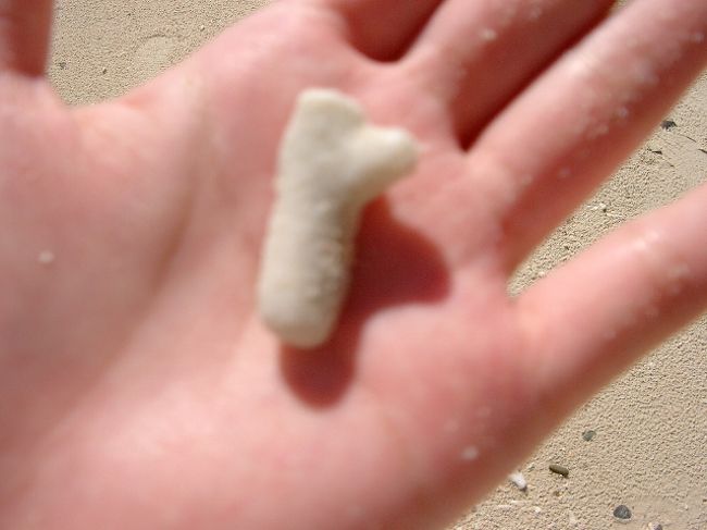 ビーチにはこんなサンゴがいっぱい落ちている。<br />カルボーンと命名された。（小さい頃そんなお菓子があったため）<br /><br />よっしゃサンゴ文字作ろう！となって。<br />ＶＩＶＡ！と書く。<br />（本当はもっと書くつもりが挫折）<br /><br />近くにいた観光客に「この文字も入れて下さい!!」と頼んで記念撮影する。<br />アングルに苦労していたようだった。<br />ありがとうございます！