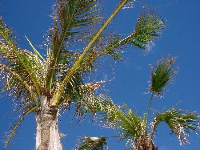 観光最終日は、ビギンおすすめの美浜へ行く。サンセットビーチとアメリカンビレッジ目当てで。<br />那覇の波の上のビーチは工事中で、しかも引き潮で水ないよと。<br /><br />でも、美浜もなかった。<br />ナマコはいたんだけど。<br /><br />ただそこはプールにお風呂がついていて、もうくつろごう！ということになりパラソルの下で寝たり、お風呂でまったりして過ごす。<br />これはこれで良かった。老けたのか。<br /><br /><br />美浜への道中は基地が見えたりしてなかなか興味深かった。沖縄の人は普通に暮らしているけど、ちょっとありえない風景だった。<br /><br />しかし日焼けが痛すぎる。<br />夜は国際通りの飲み屋さん「きらら」で。おいしかった。<br />このちょっとダサいかんじが逆にいい！<br /><br />すっかり沖縄に魅せられている。