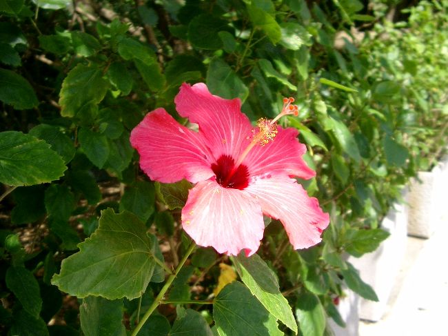 今回の旅行は駆け足だったし、私も忙しい中での強行突破だったのでもっと準備していきたかったな、というのが本音だった。<br />coccoでも聞きなおして行きたかったなぁ<br /><br />沖縄は本当にきれいだ。色がくっきりしていて、力強い感じ。首里城はあの色だからいいんだと思う。<br /><br />ただ今度はホテル、もう少しいいところにしたい。ほんとそれだけが後悔。<br />あと、渡嘉敷島の海がにごっていたのも残念。<br /><br />おとぎの国と呼ばれた海を次回こそ見たいと思う。<br />もうひとつ、居酒屋で流してたＤＶＤ「与那国の海底遺跡伝説」にもチャレンジしてみたい。いつになるかわからんけど。