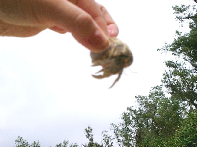 やどかりがつかめる女
