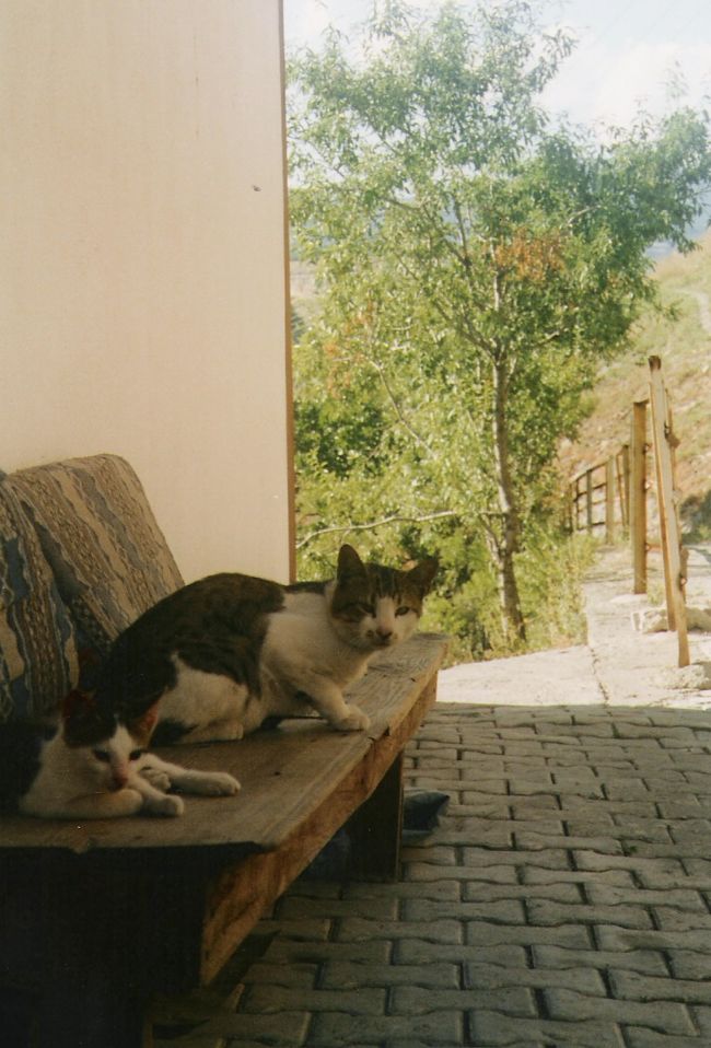 サフランボルにいた猫ちゃん。