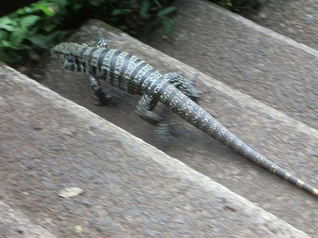 遊歩道を歩いていると、結構いるのが大きなトカゲ。<br />他にもサル、アナグマなど見られる 。 