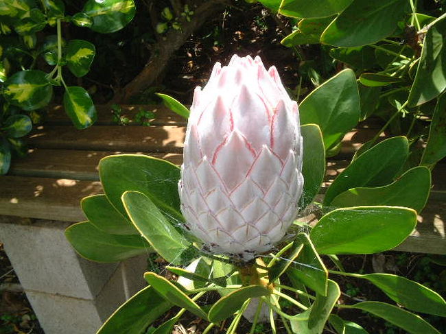 マウイ　８種植物おまとめ マウイの植物たち』マウイ島(ハワイ)の旅行記・ブログ by マウイ