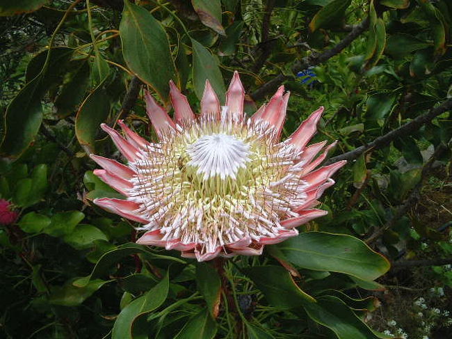 マウイ　８種植物おまとめ マウイ 8種植物おまとめ ENCYCLOPEDIA OF FLOWERS Ⅴ 植物図鑑