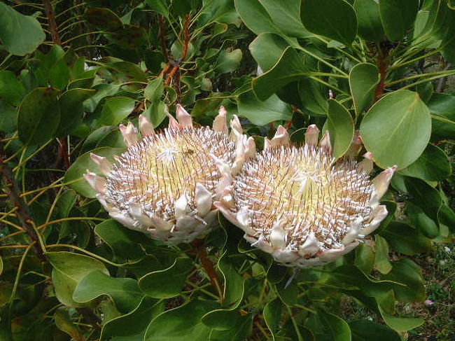 マウイ　８種植物おまとめ 650x_10191099.jpg?updated_at=
