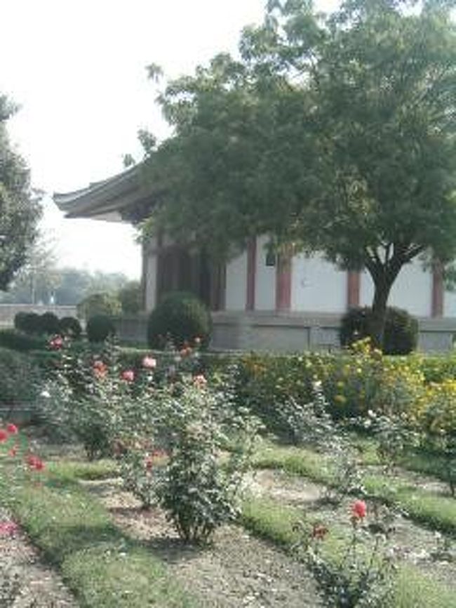 日本寺。<br />バラ園のそばの芝生で読書。