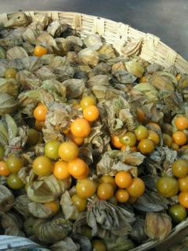 ほうずき。って、食べたことあります？<br />私は子供のころ、田舎で真っ赤なほうずきの中身をおばぁちゃんたちが吸い取って小さな風船を作ってくれた思い出しかありません。<br />ジューシーでおいしかった。