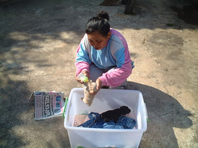 ＧＨを一人で？切り盛りする小柄なおばちゃん。<br />とても親切です。<br />「子犬が生まれたよ。」