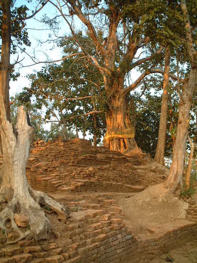 自然の力は凄いです。^_^;