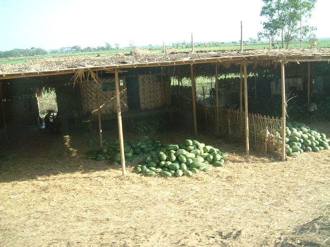 外の風景。スイカがいっぱい。