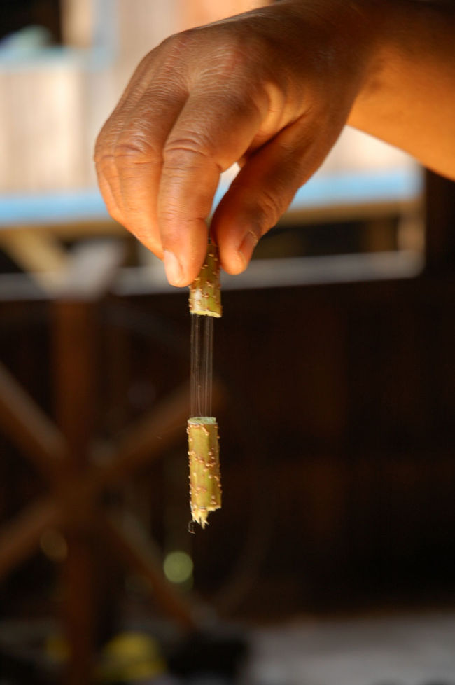 糸を作る様子。<br />この茎から糸を作ります。<br />ちょっとやらせてもらいました。