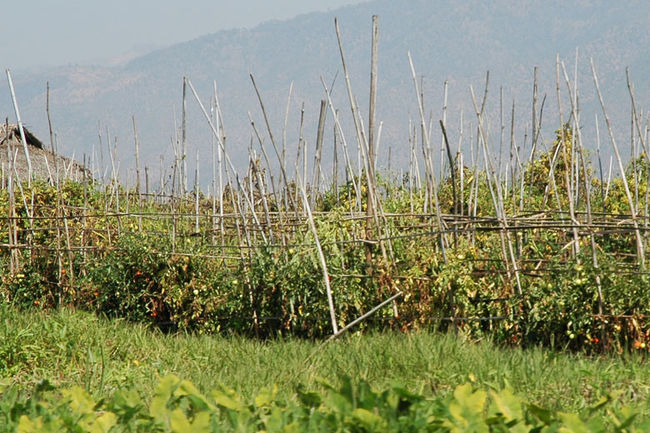 水に浮いている畑。