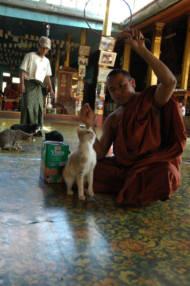 猫の芸までしばらく待ちました。<br />エサでつってジャンプさせるのね・・・。