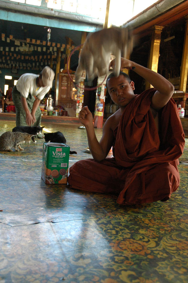 連写モード炸裂！？って思ったけれど、そううまくはいかないらしいです。。