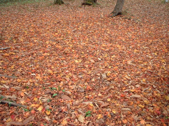 落ち葉の絨毯。