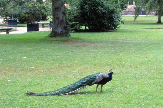 フォンテーヌブロー宮の庭園では孔雀が放し飼いされている。