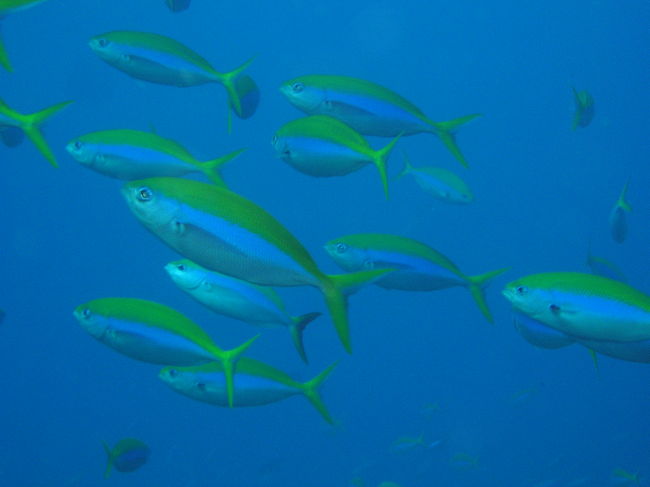 今回撮った水中写真はどれも気に入っていません。<br />これは、イエローバック・フュージュラーの群れです。<br />どこにでもいますが、ゆうまづめのお食事タイムの群れが一番きれいで、見てて楽しいです。<br />この日は超ラッキーなことに、マンタにも会えました。お食事マンタを見たのは初めてで、華麗に宙返りするその姿は芸術的とも言える美しさでした。