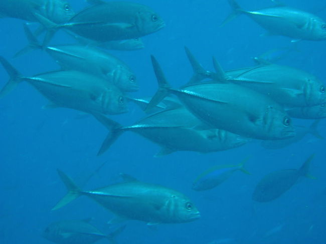 ギンガメアジの群れです。<br />沖縄と違って結構近くまで寄れます。