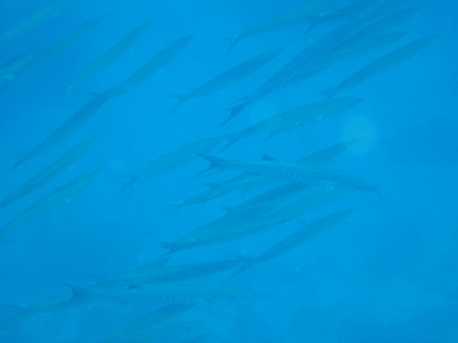 バラクーダの群れです。<br />向こうから人間に向かって泳いできてくれました。<br />ラッキー。