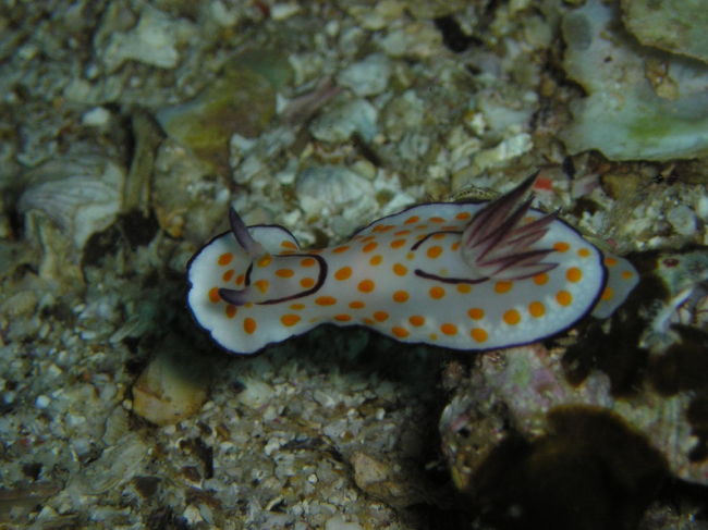 ワイドだけじゃなくて、マクロも充実しています。<br />名前不詳のウミウシです。<br />誰か名前おしえてください。