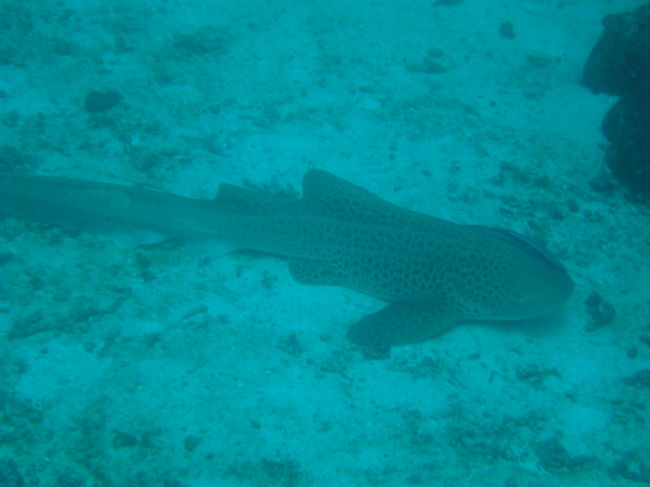 レオパード・シャークです。<br />まるで伊豆のネコザメみたいに寝ていました。<br />両脇にコバンザメがついていました。<br />ラスト・ダイブとなったBolder Cityにて。
