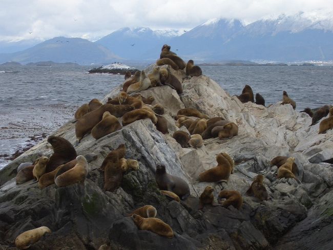 ビーグル水道<br />太平洋と大西洋をつなぐ海峡ビーグル水道。またここはチリとの国境でもある。<br />この水道には小さな島がたくさんありアザラシ、アシカ、海鳥などが生息している。一見ペンギンか？とおもう動物もいるがこれは海鳥の一種。<br />ツアー中はとにかく寒いので防寒具が必要。