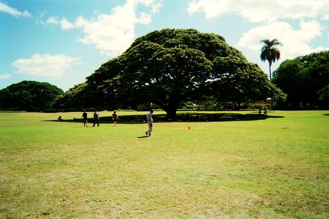 コマーシャルの定番、日立の「この〜木♪〜なんの木♪〜気になる木♪〜」の木です。<br />あまりにも有名すぎて、、