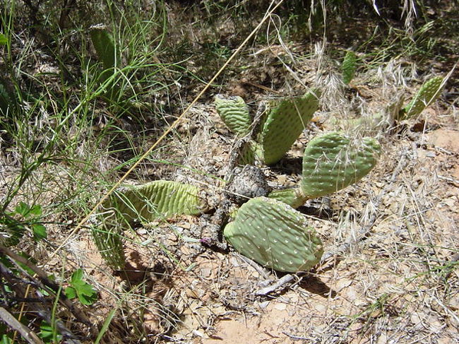 「サボテンちゃん」初お目見え！！