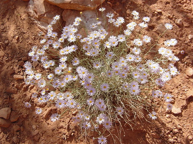 かわいいお花ちゃんがあったよ♪